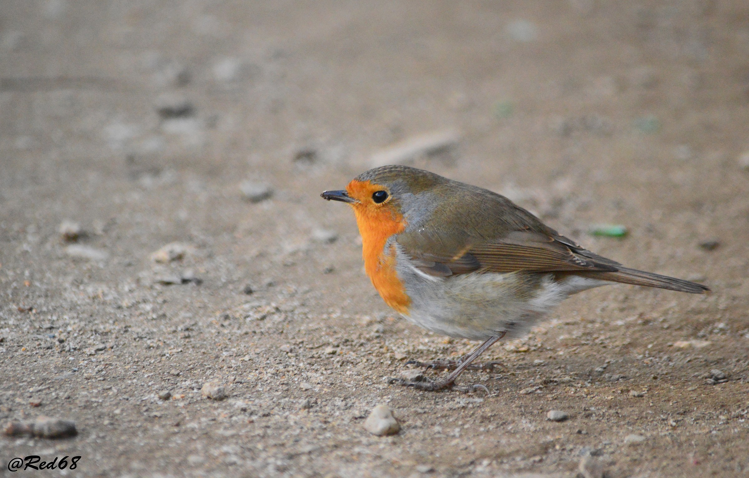 Robin