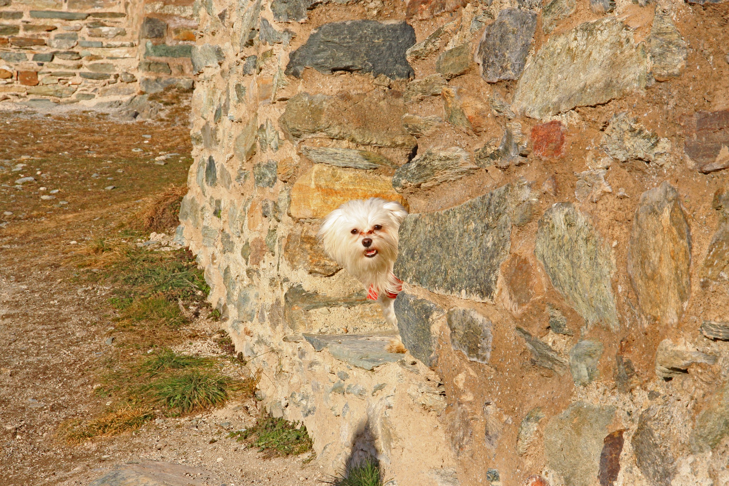 I thought I saw a cat !!