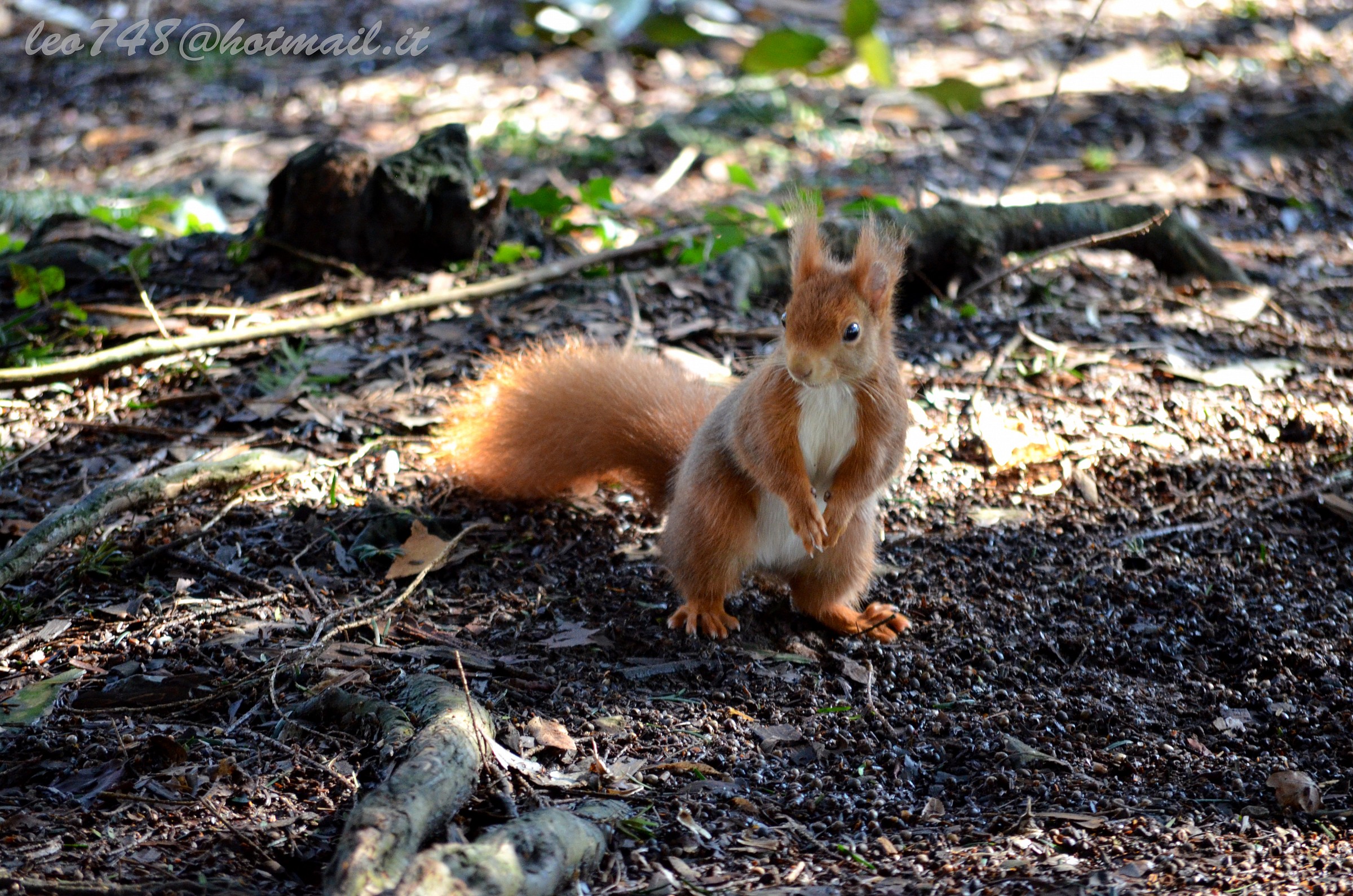 scoiattolo rosso