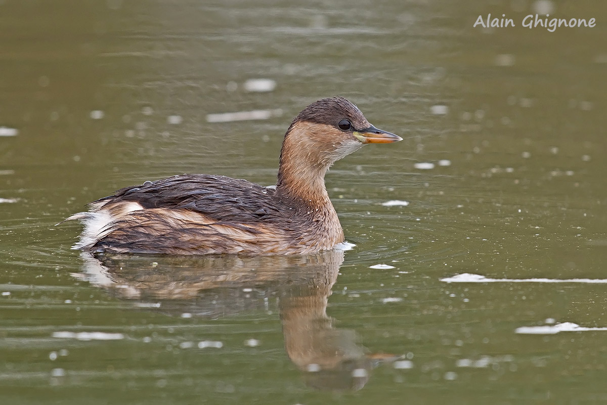 Tachybaptus ruficollis