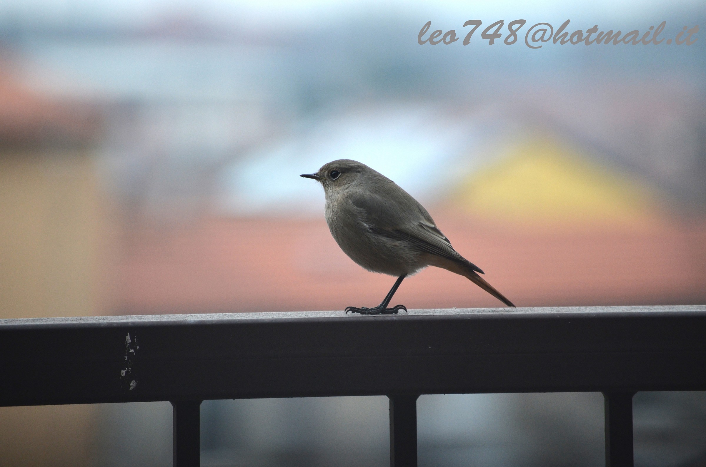 profilo migliore grazie