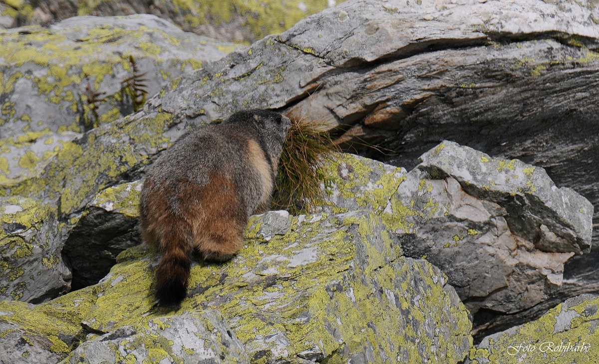Marmotta...scorte invernali....