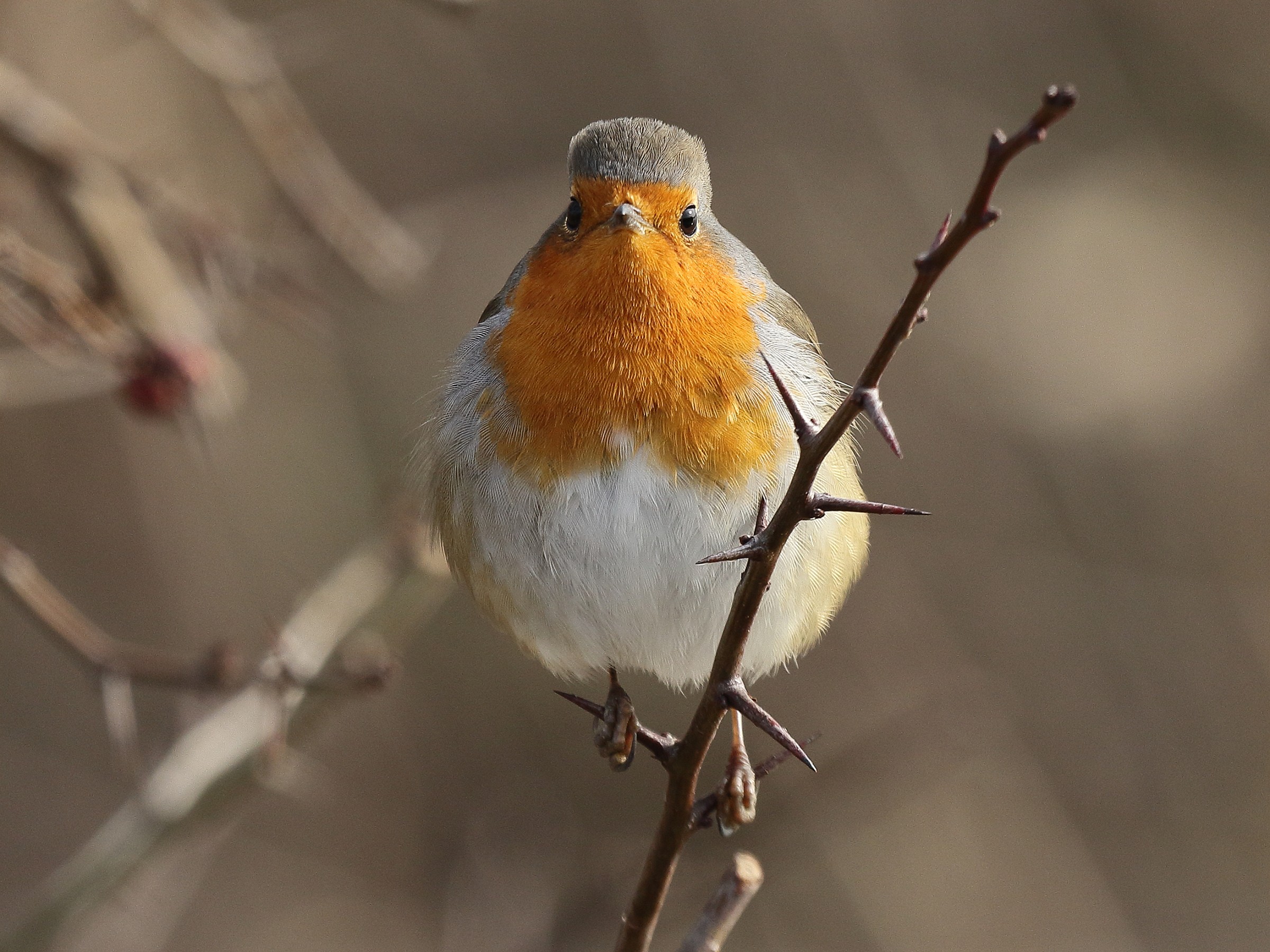 the legend of Robin ...