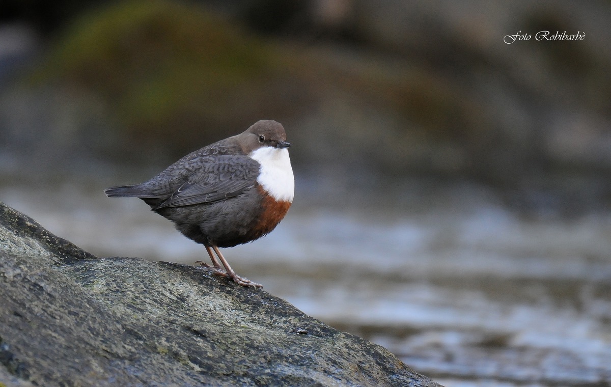Merlo acquaiolo.....