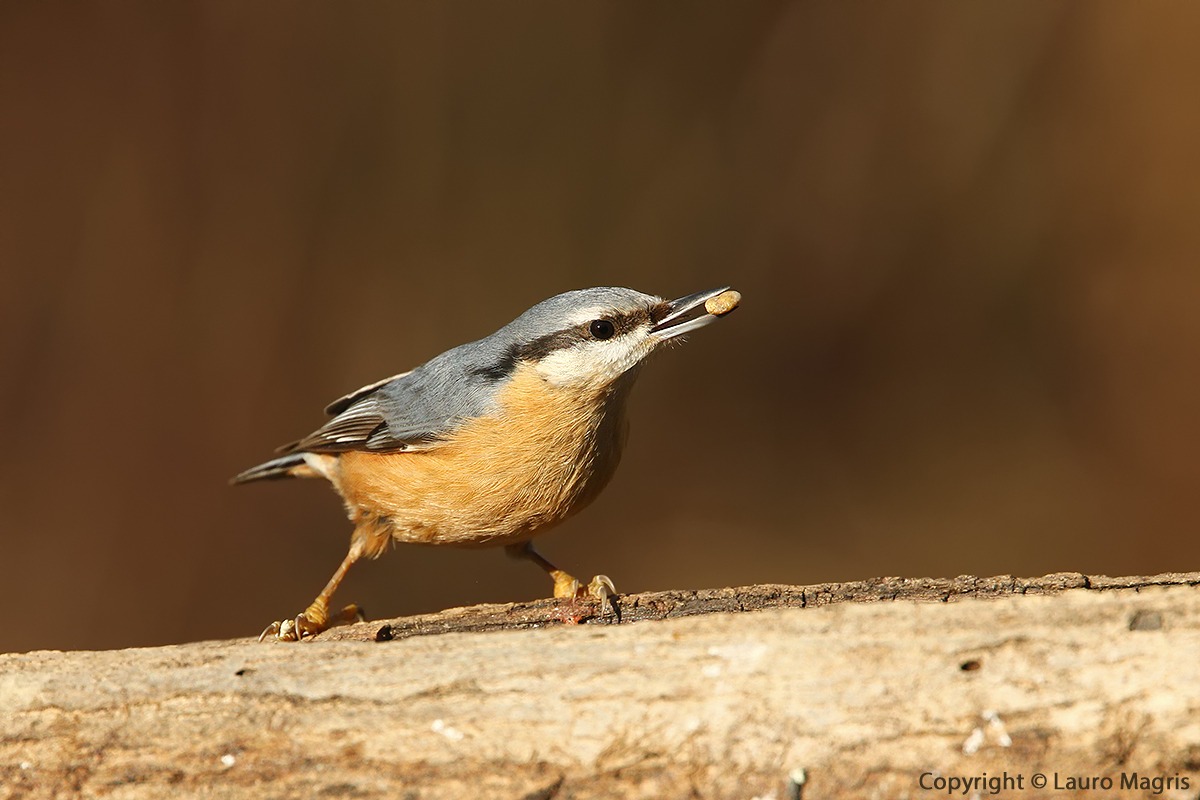 The woodpecker and the nugget