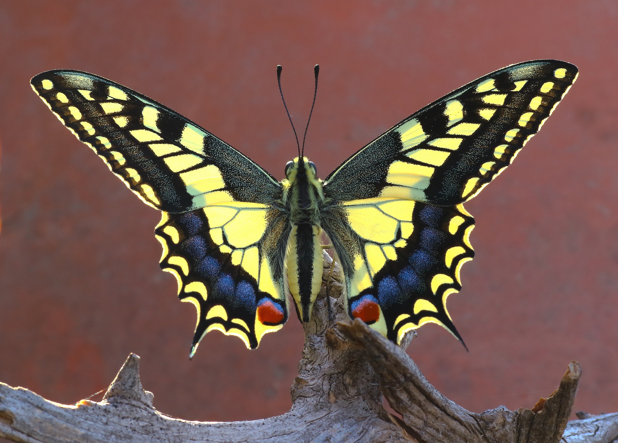 Papillo machaon al sole