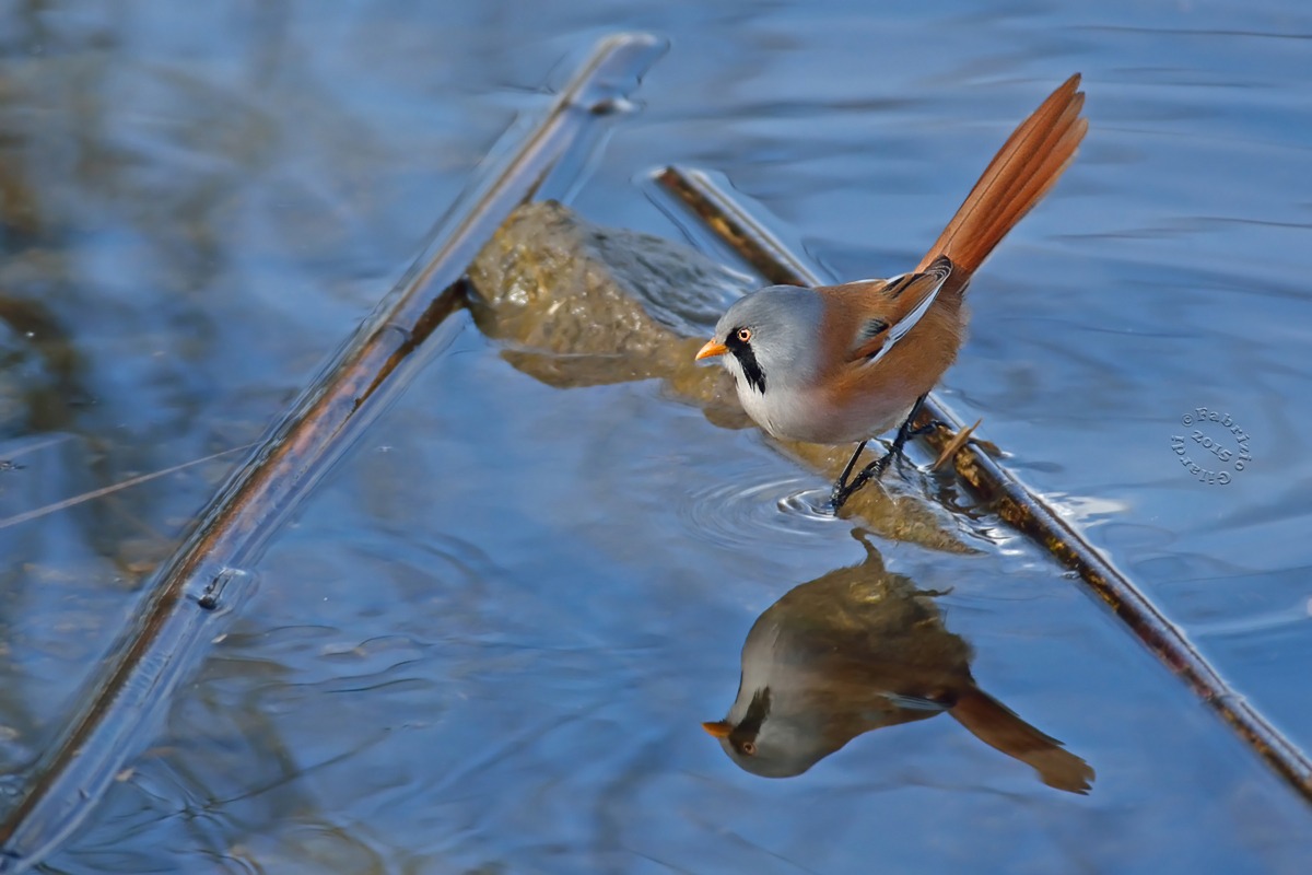 Bearded male (Bearded reedling)