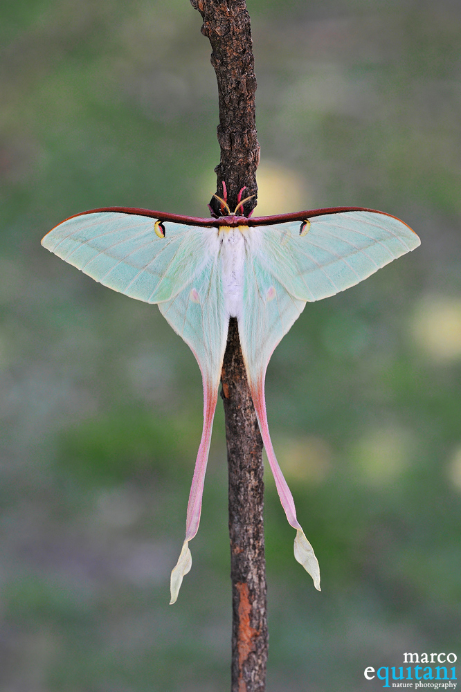 Actias dubernardi, Female