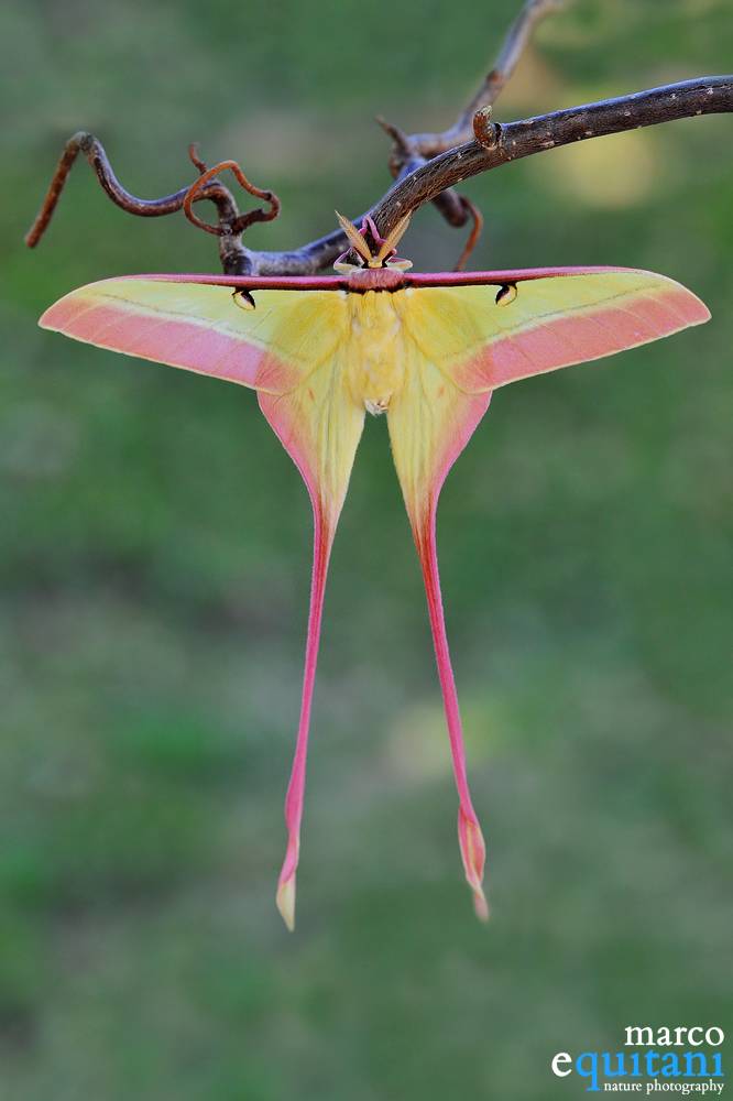 Actias dubernardi, Male