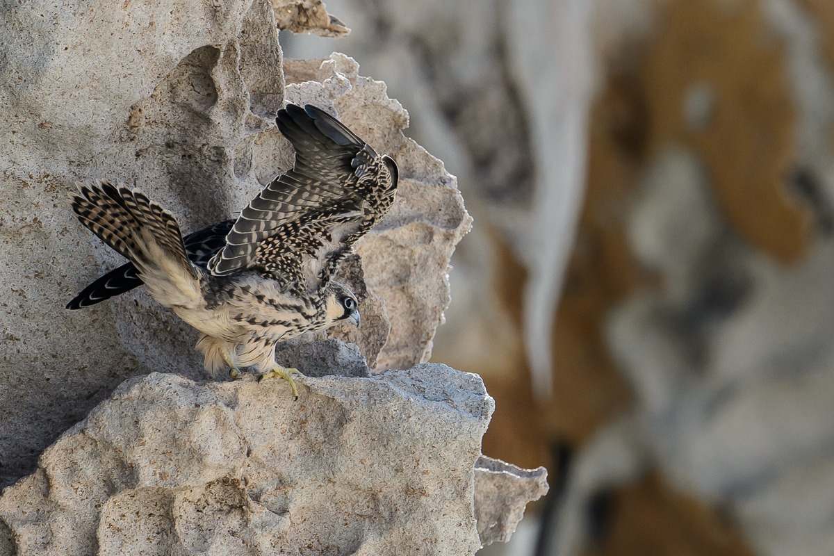 il falco tra le sue roccie