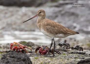 Limosa haemastica