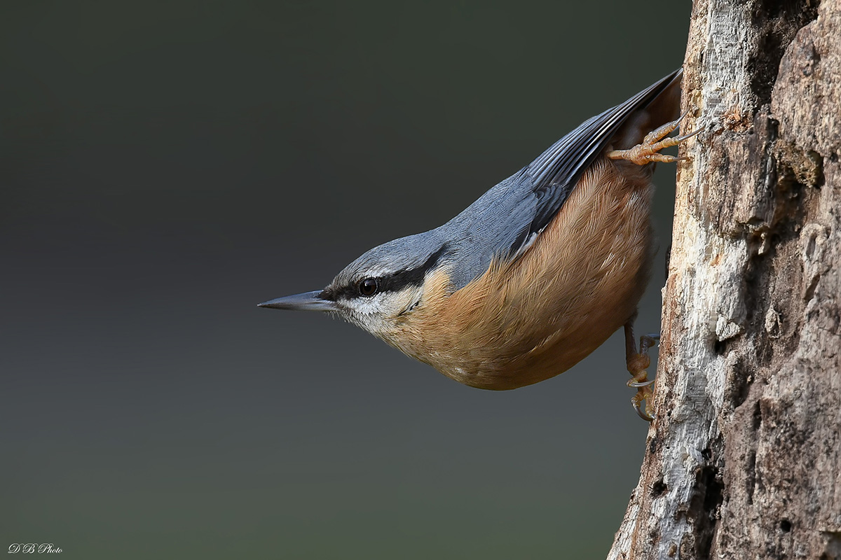Nuthatch (Sitta europaea)