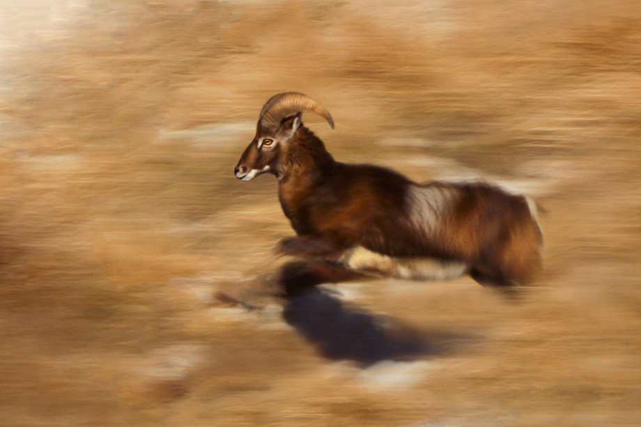 Mouflon in the running