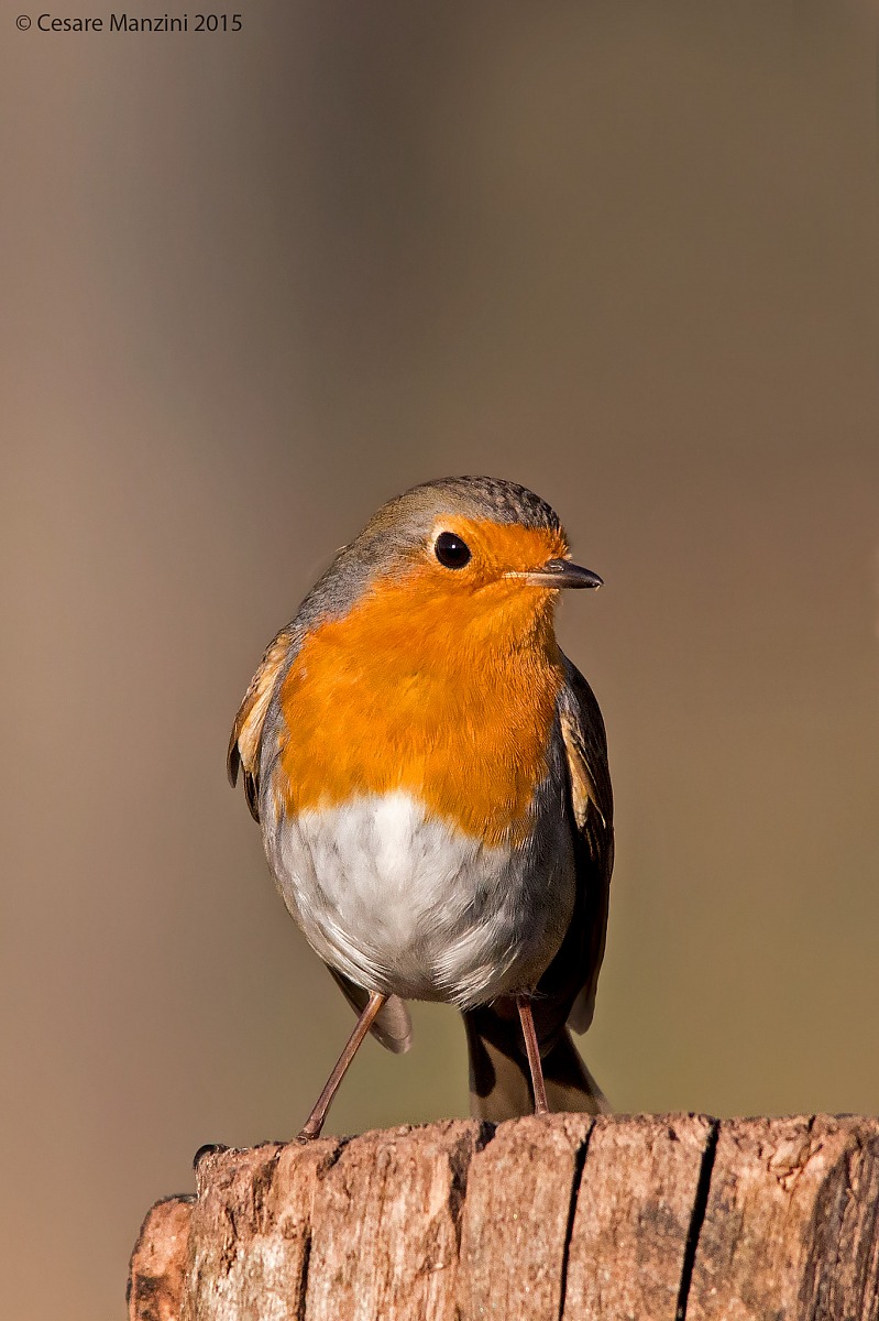 The portrait of Robin ...