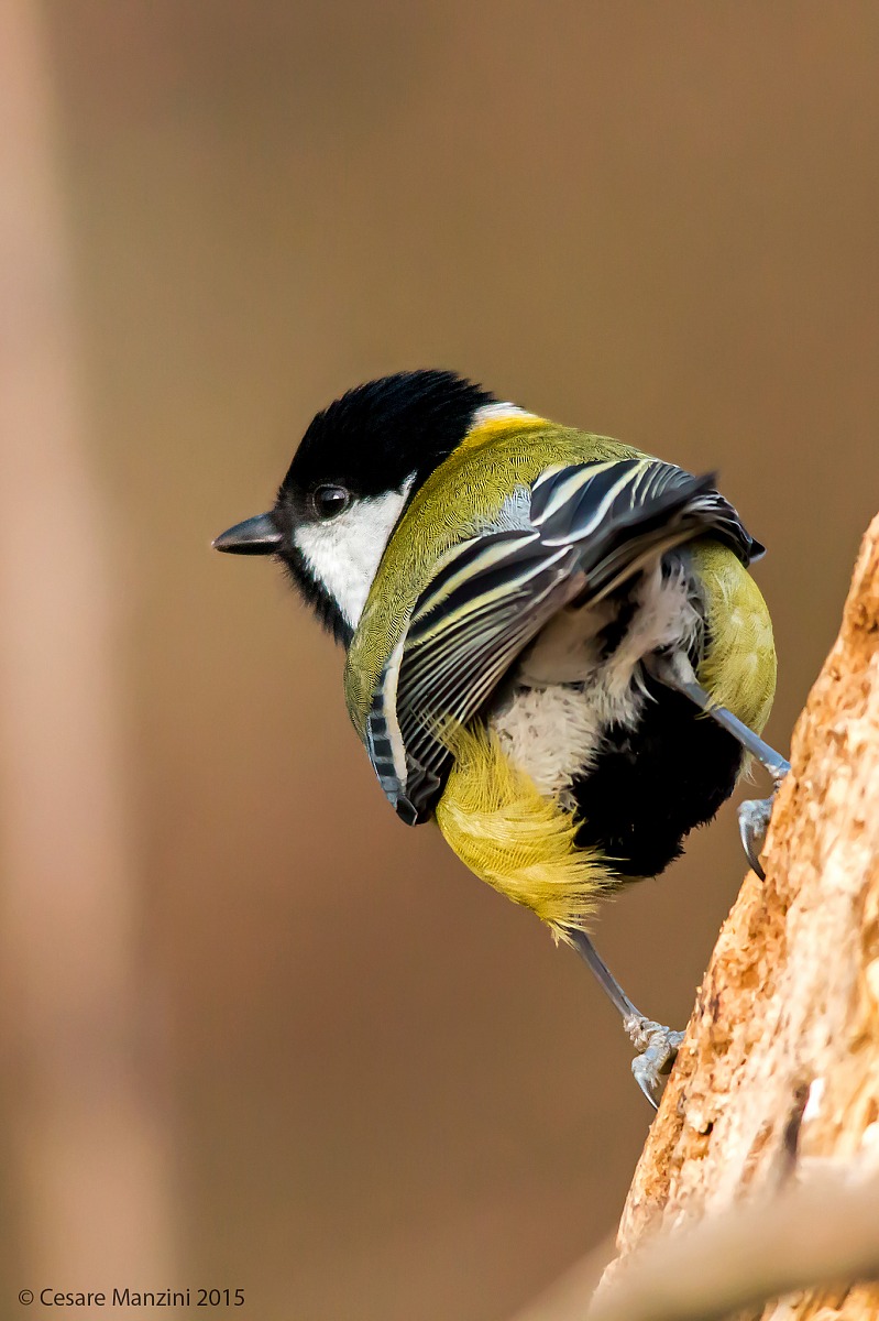 The B-side of the Great Tit