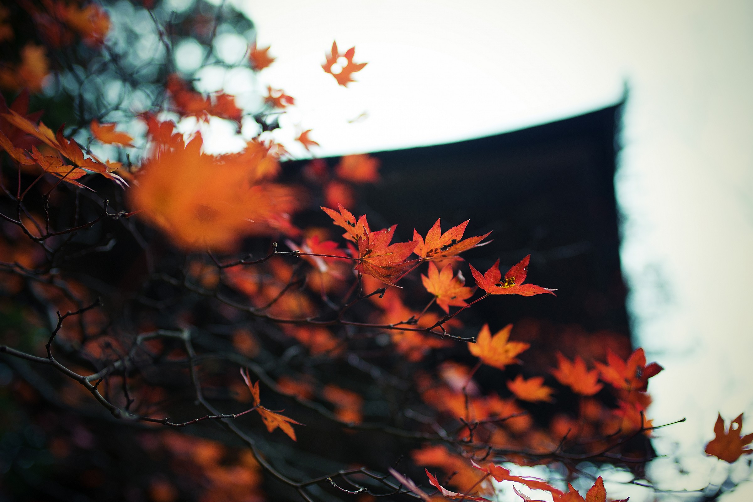 Koyasan - moving leaves