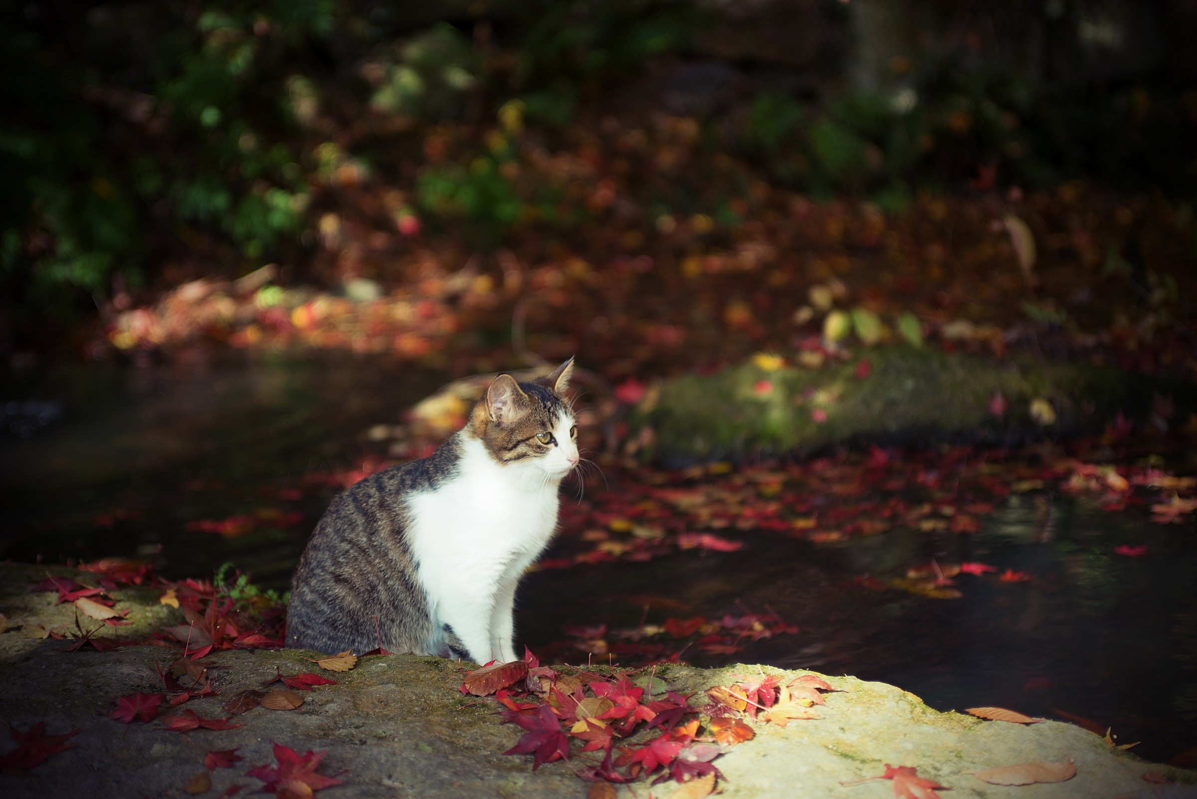 Yamadera - a little 'rest