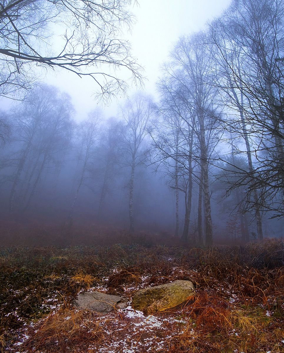 Birch trees in the mist