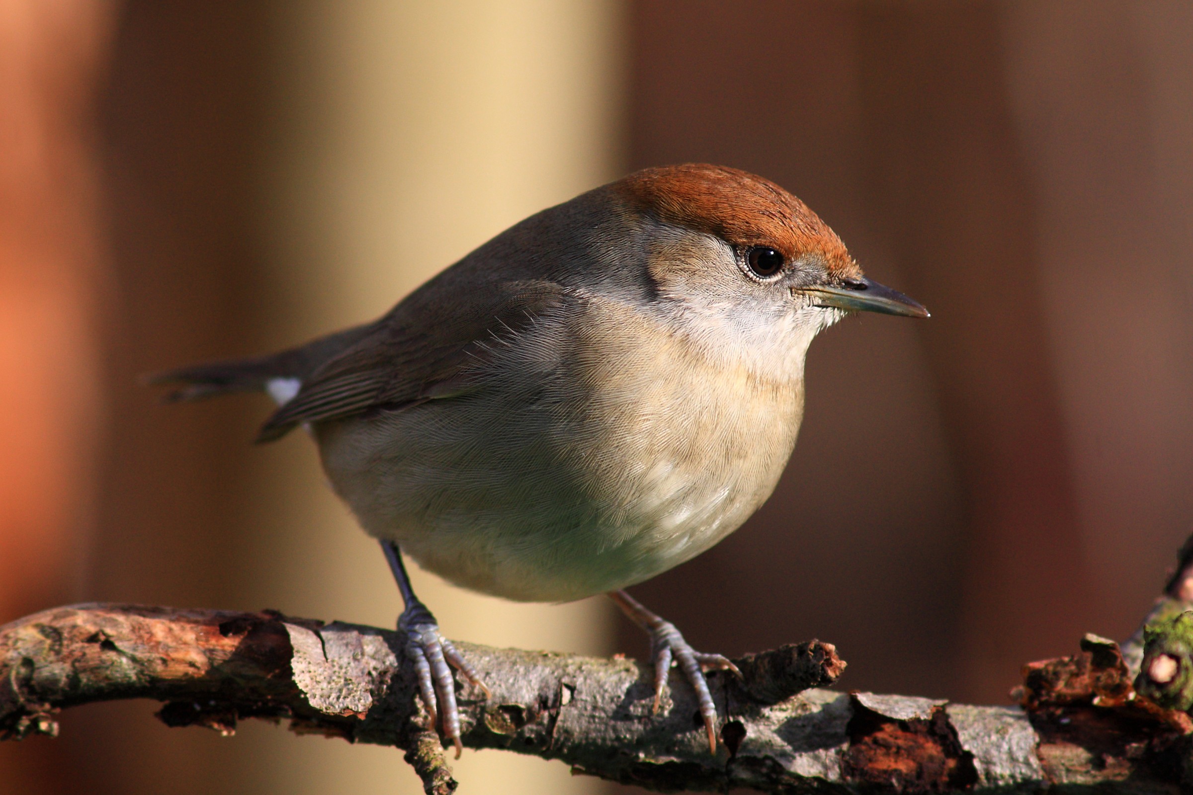 Capinera f. 17-01-2015