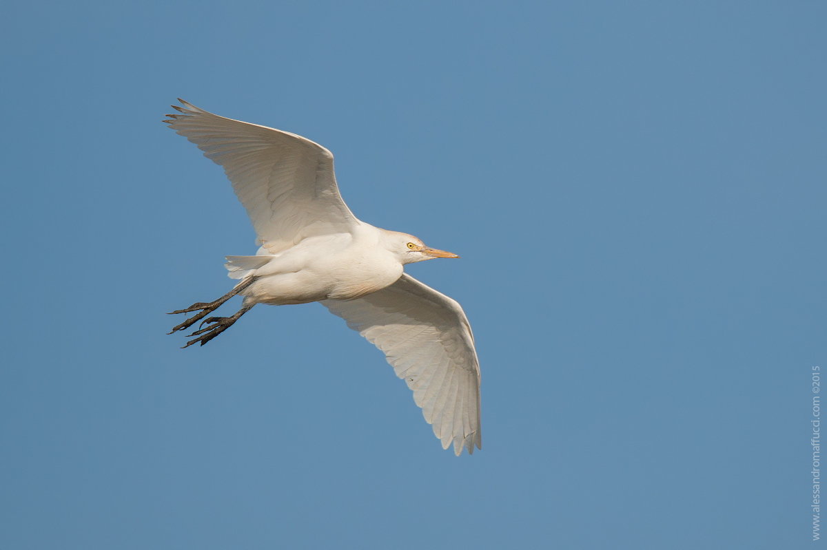 Il volo del guardabuoi...