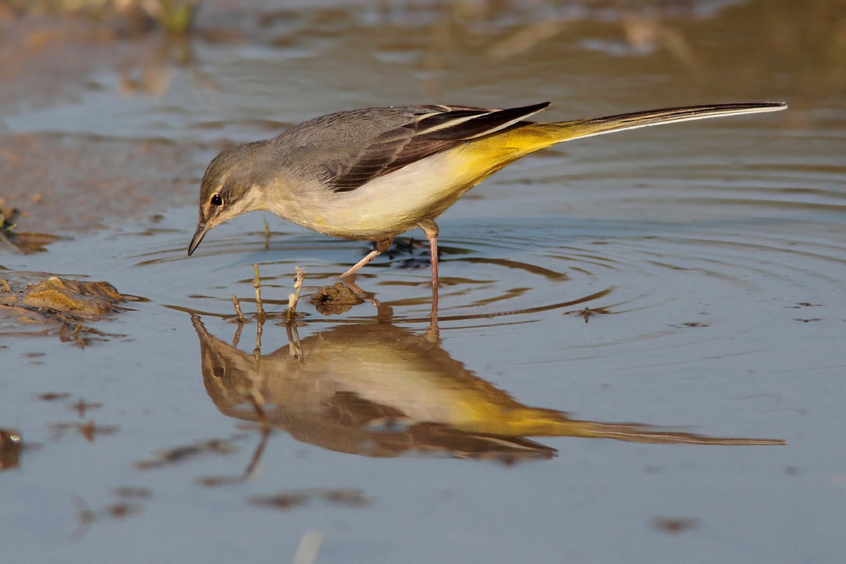 My first wagtail