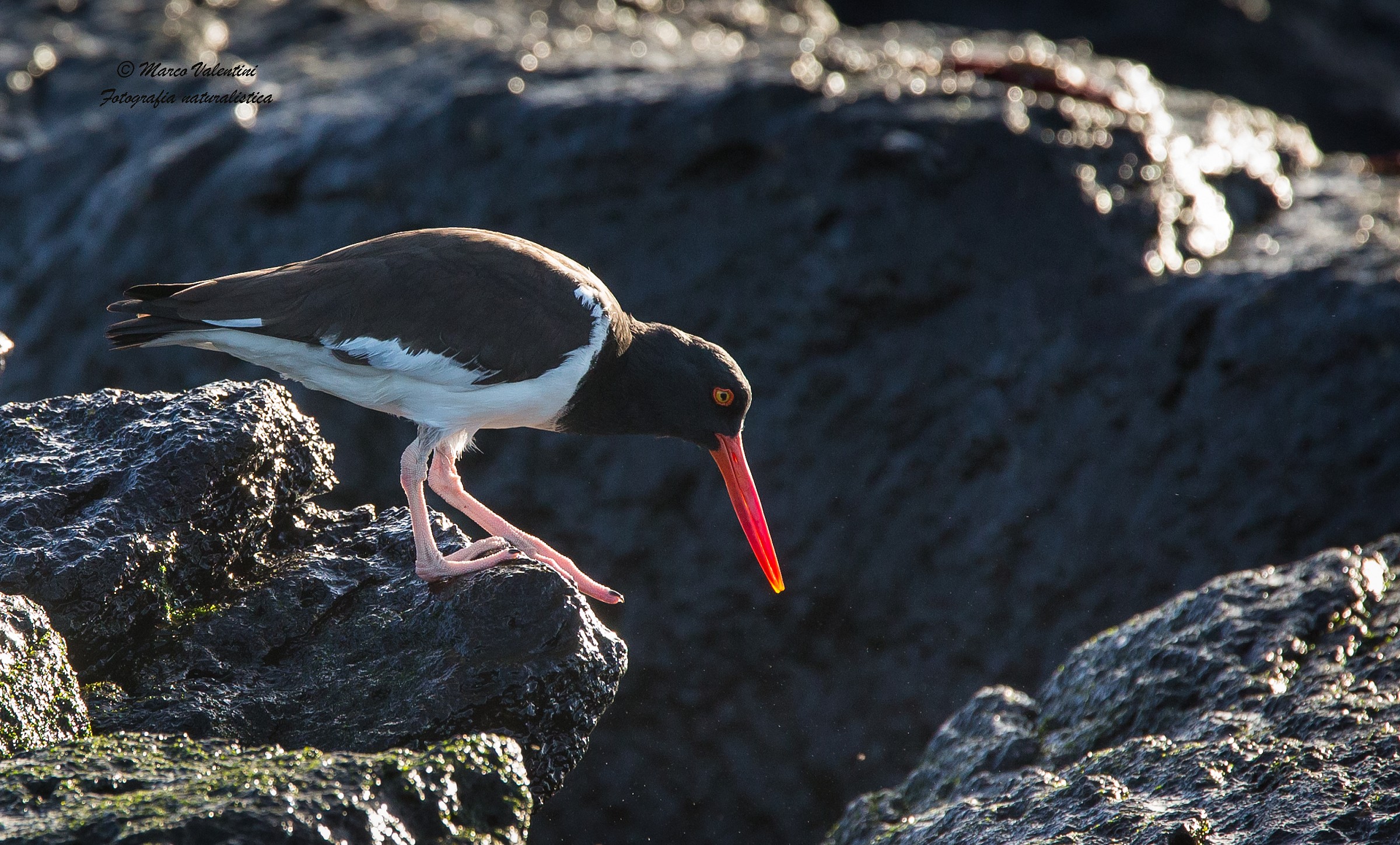 Beak of coral