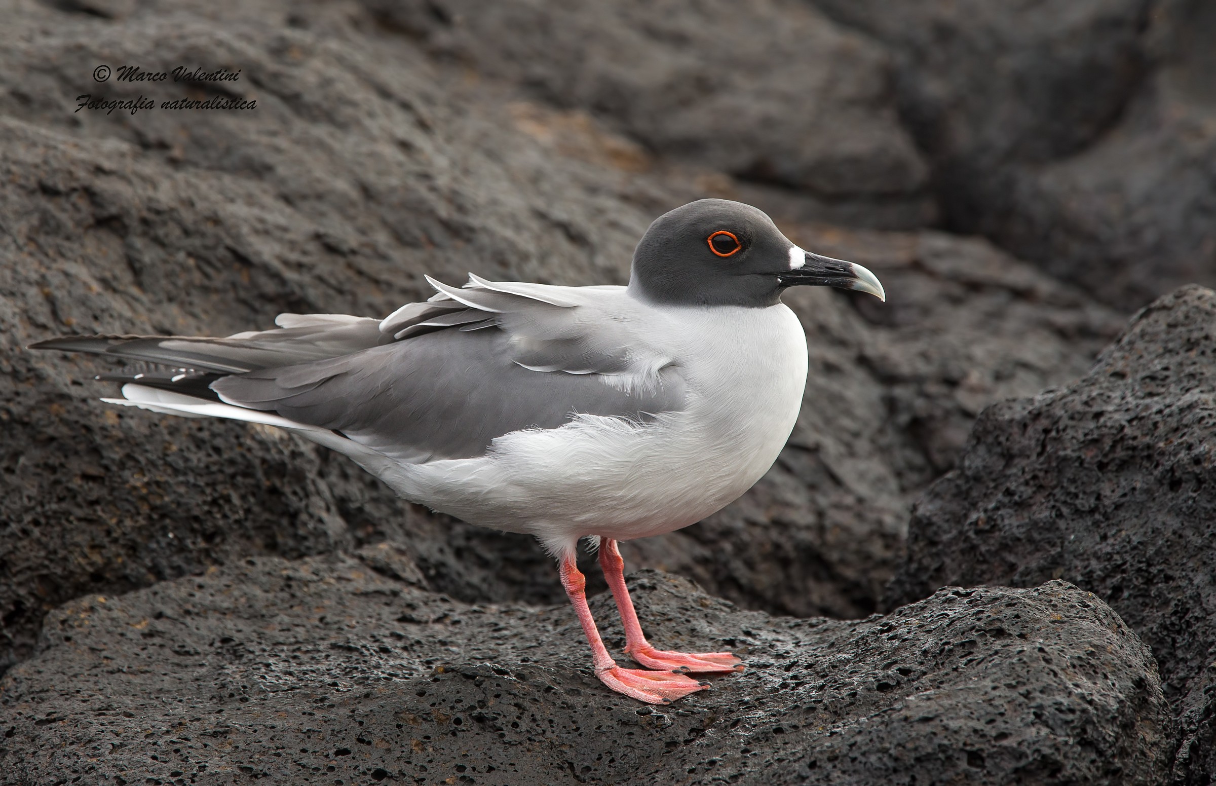 Gabbiano coda di rondine