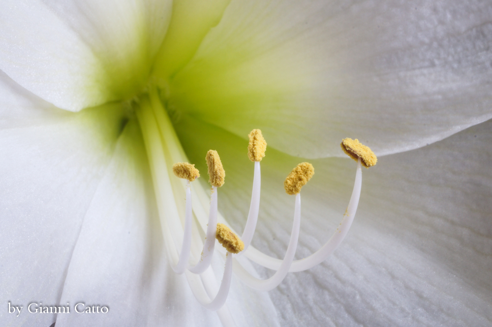 White amaryllis