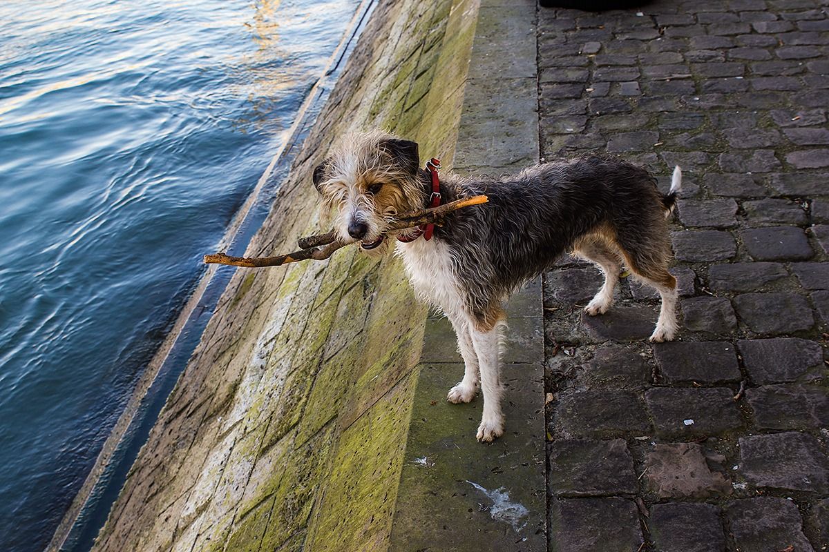 Un vagabondo sulla Senna