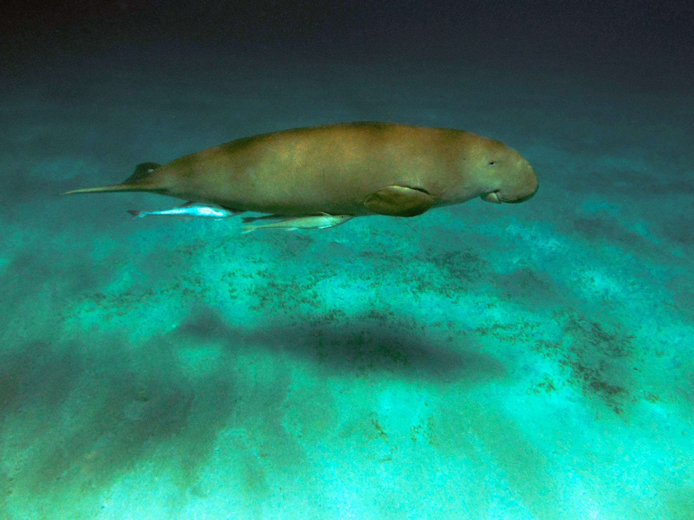 Dugong