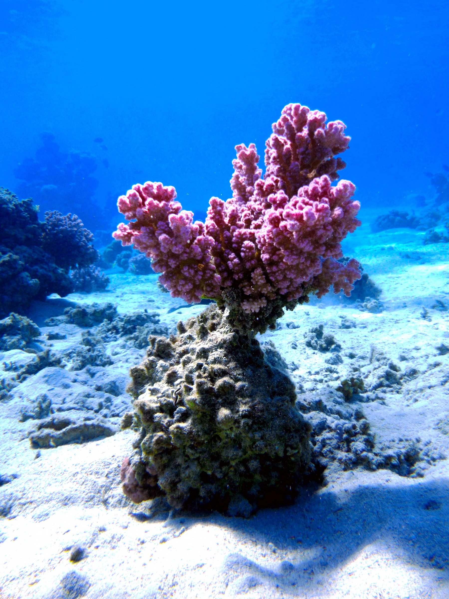 Coral