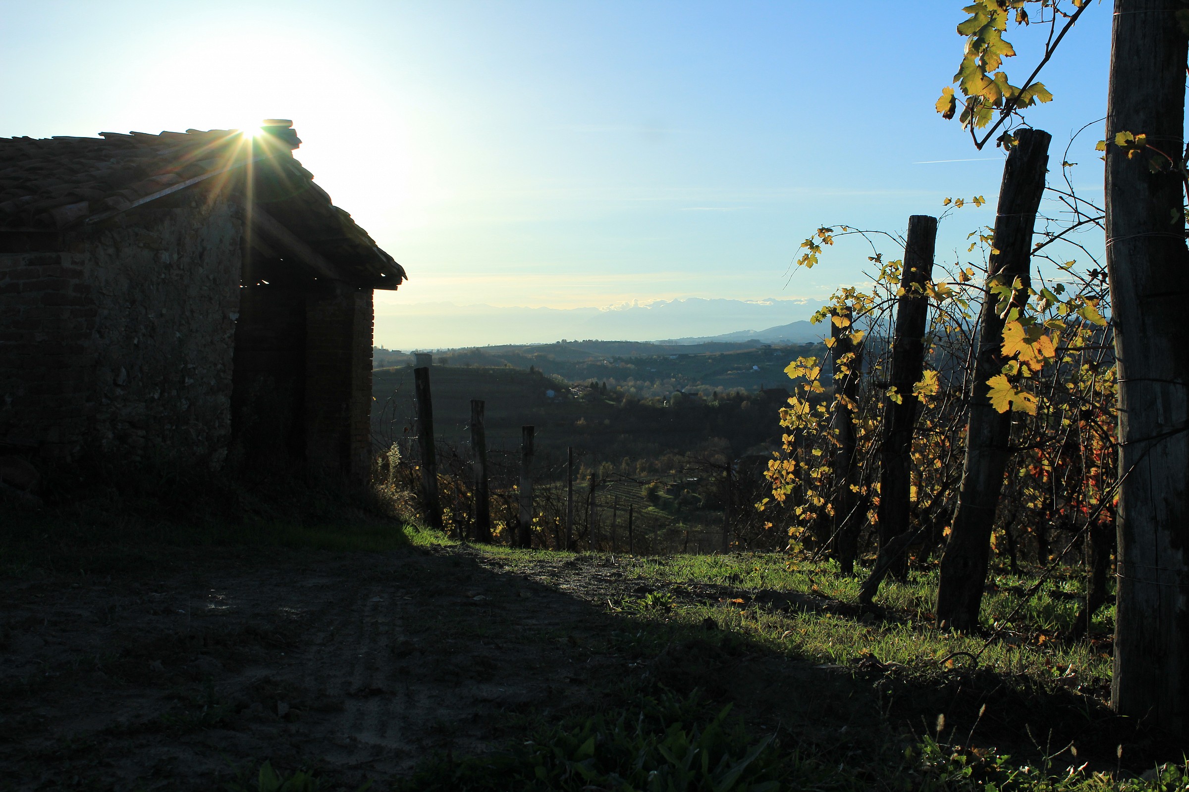 Vineyards in autumn
