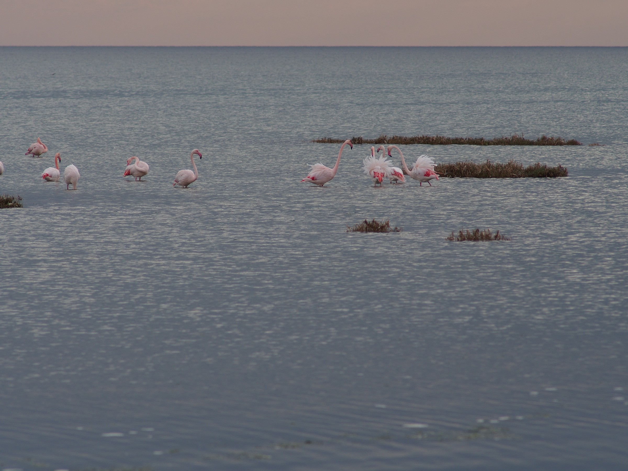 Fenicotteri in Tunisia