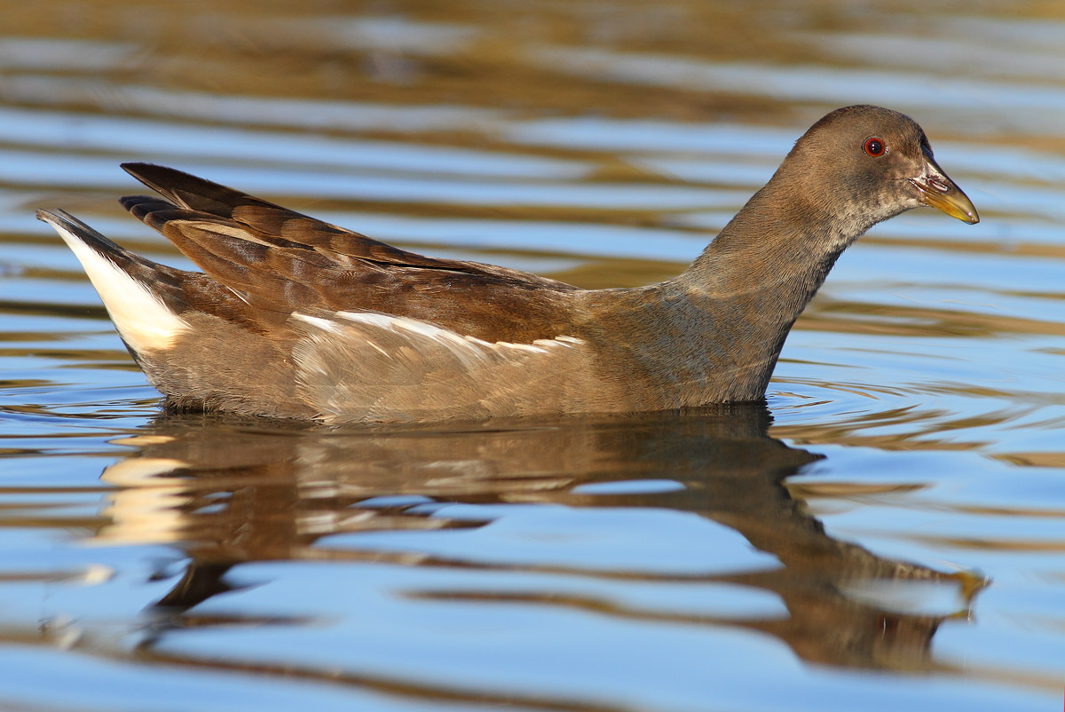 Moorhen