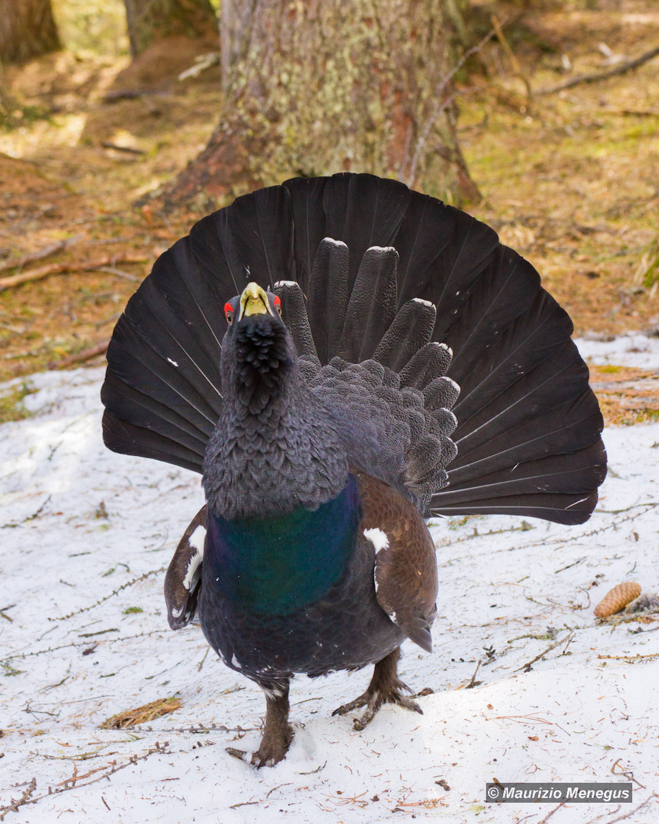 Il gallo "aggressivo"