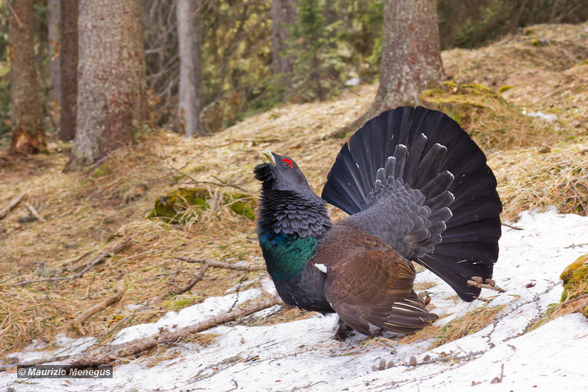 I colori del Gallo Cedrone