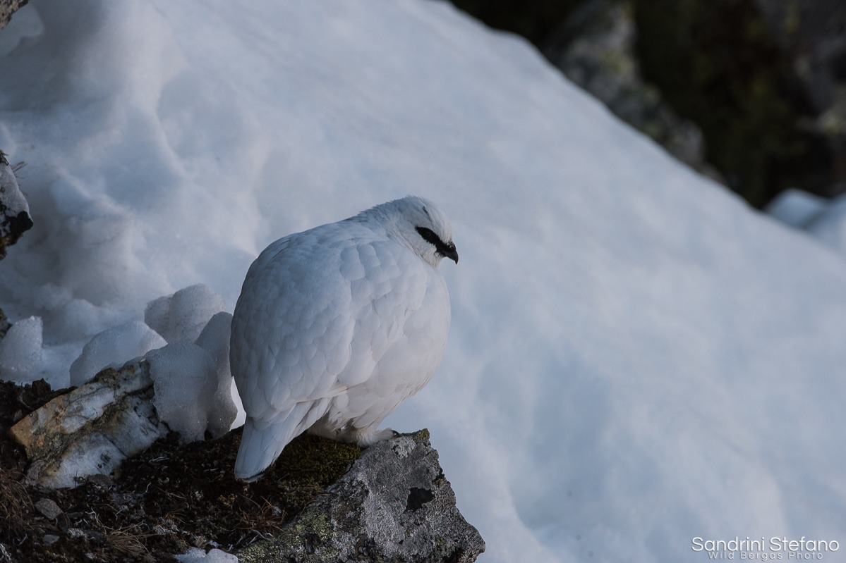Pernice Bianca maschio