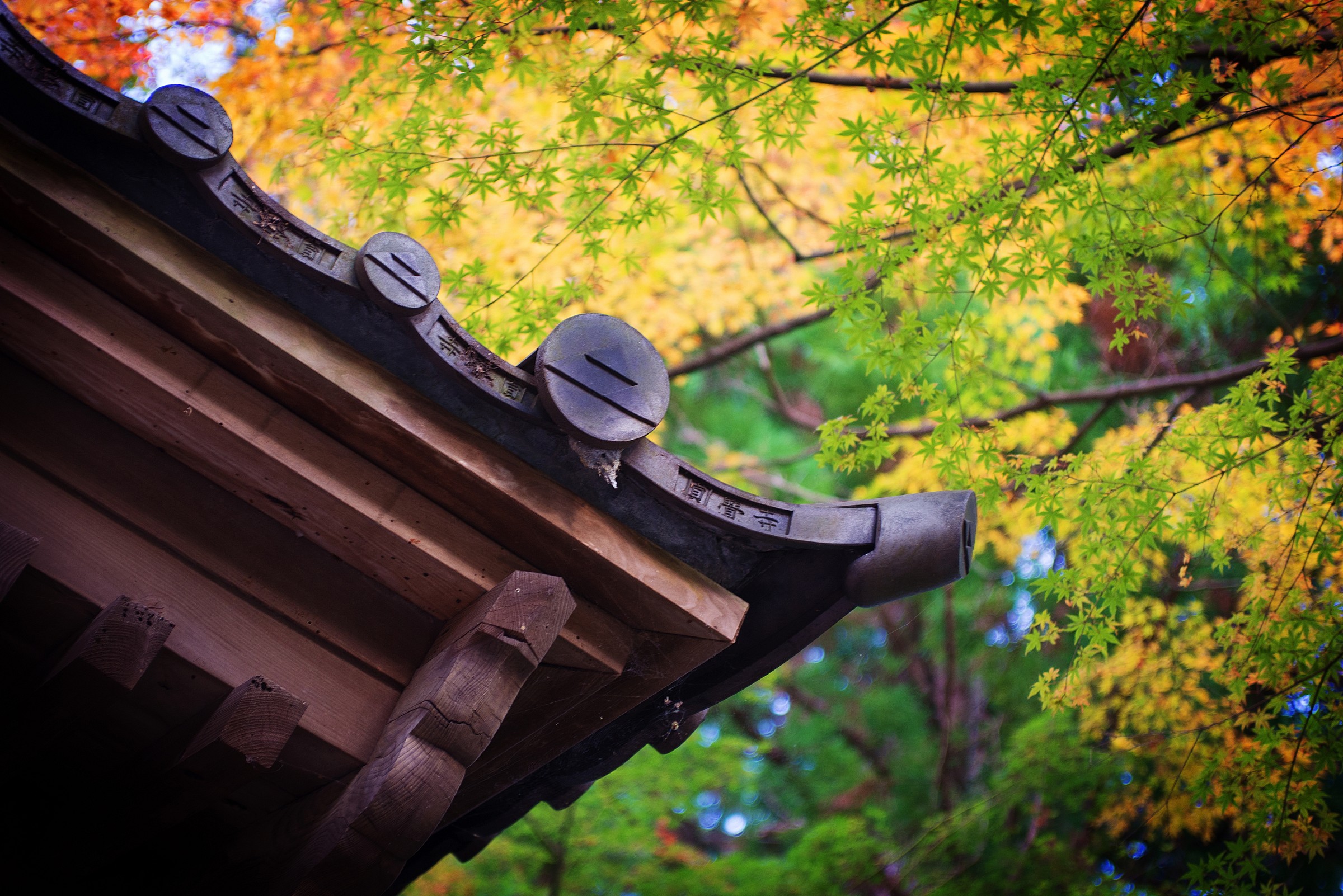 Kamakura - the colors of autumn