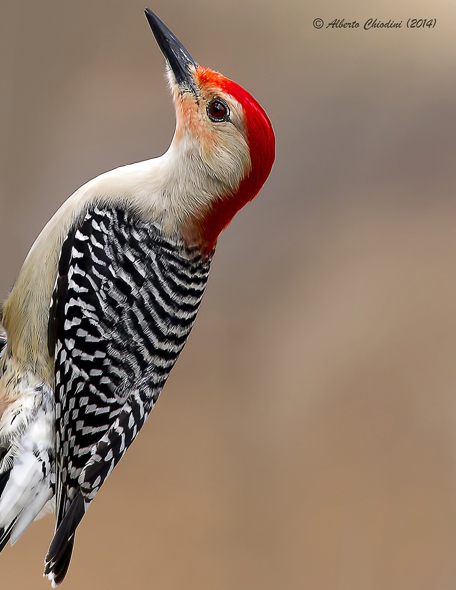 Picchio (red bellied woodpecker)