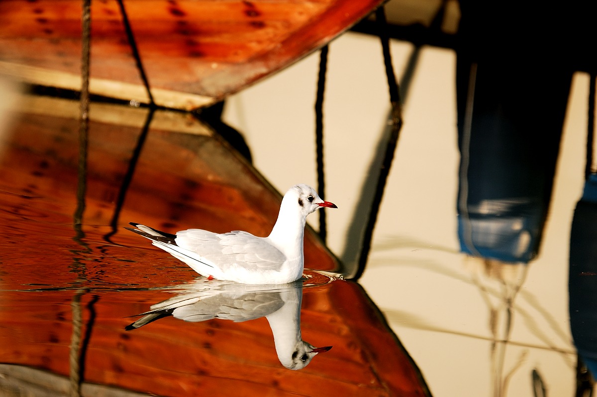 seagull and reflections