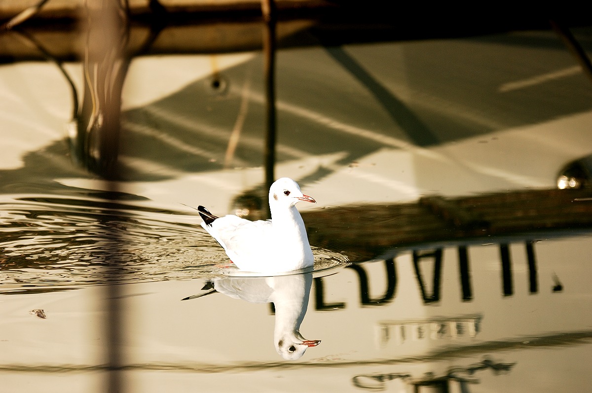 seagull and reflections
