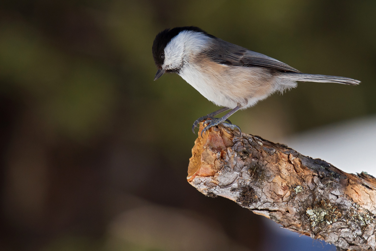 Marsh Tit
