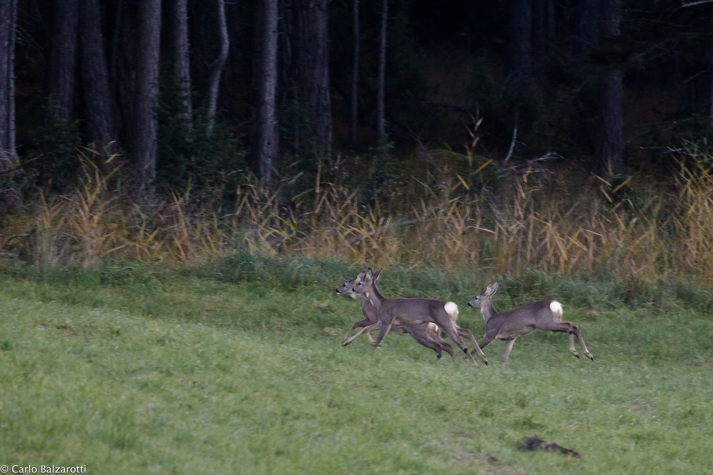 Cuccioli di capriolo in fuga
