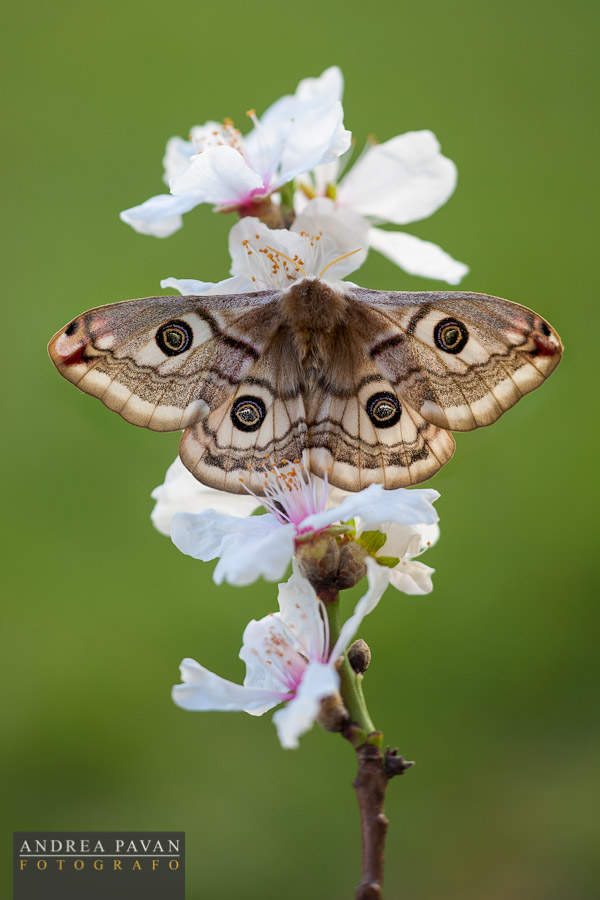 Saturnia Pavoniella (female)