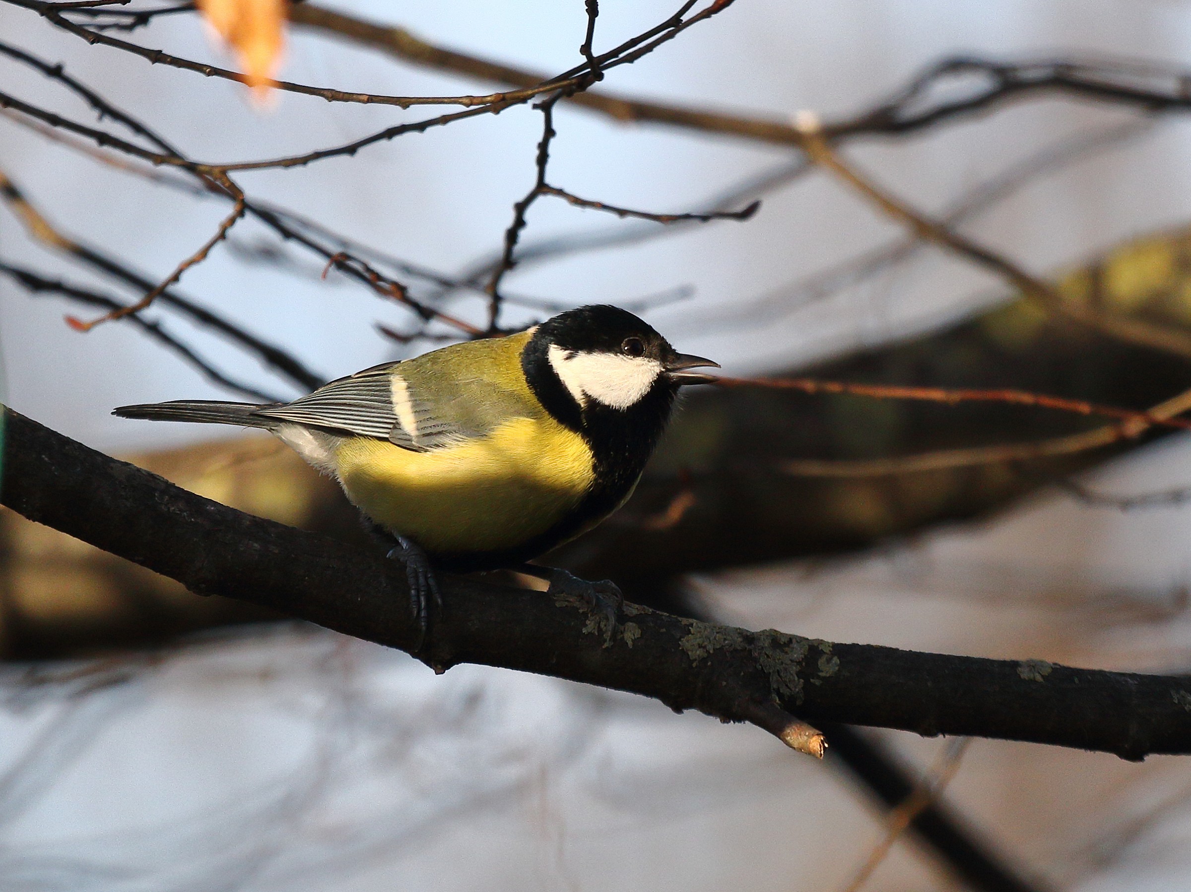 great tit