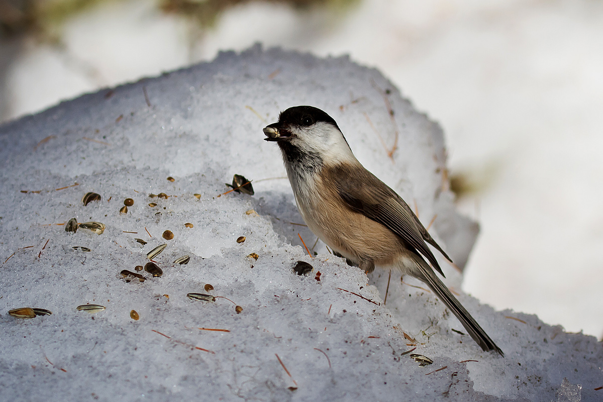 Marsh Tit