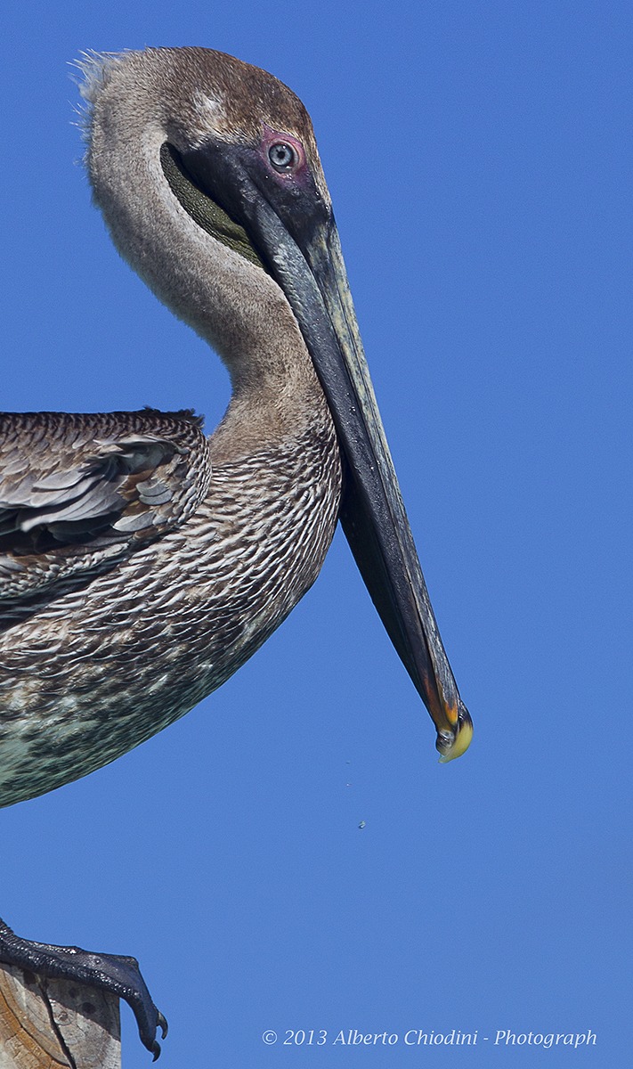 Pellicano bruno (Close up)