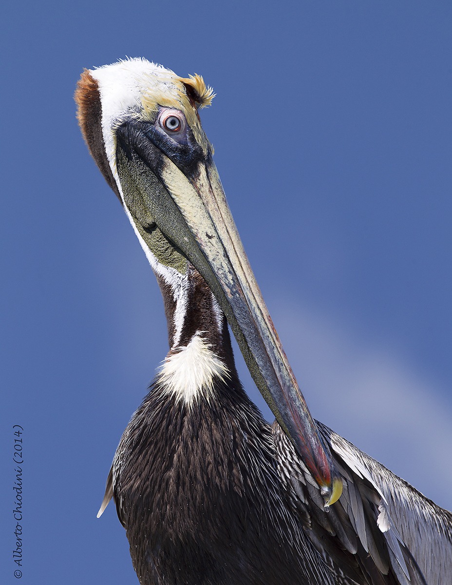Brown Pelican