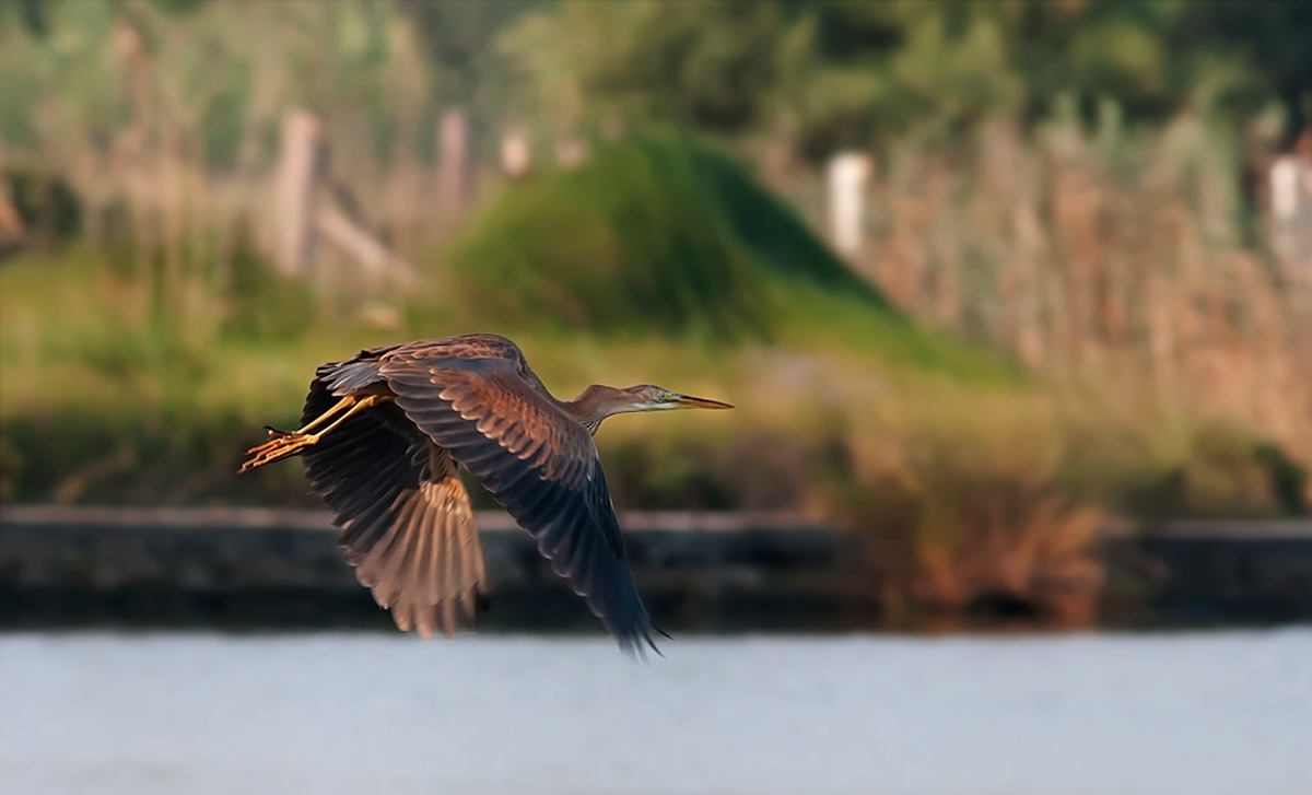 Airone rosso di Ugento