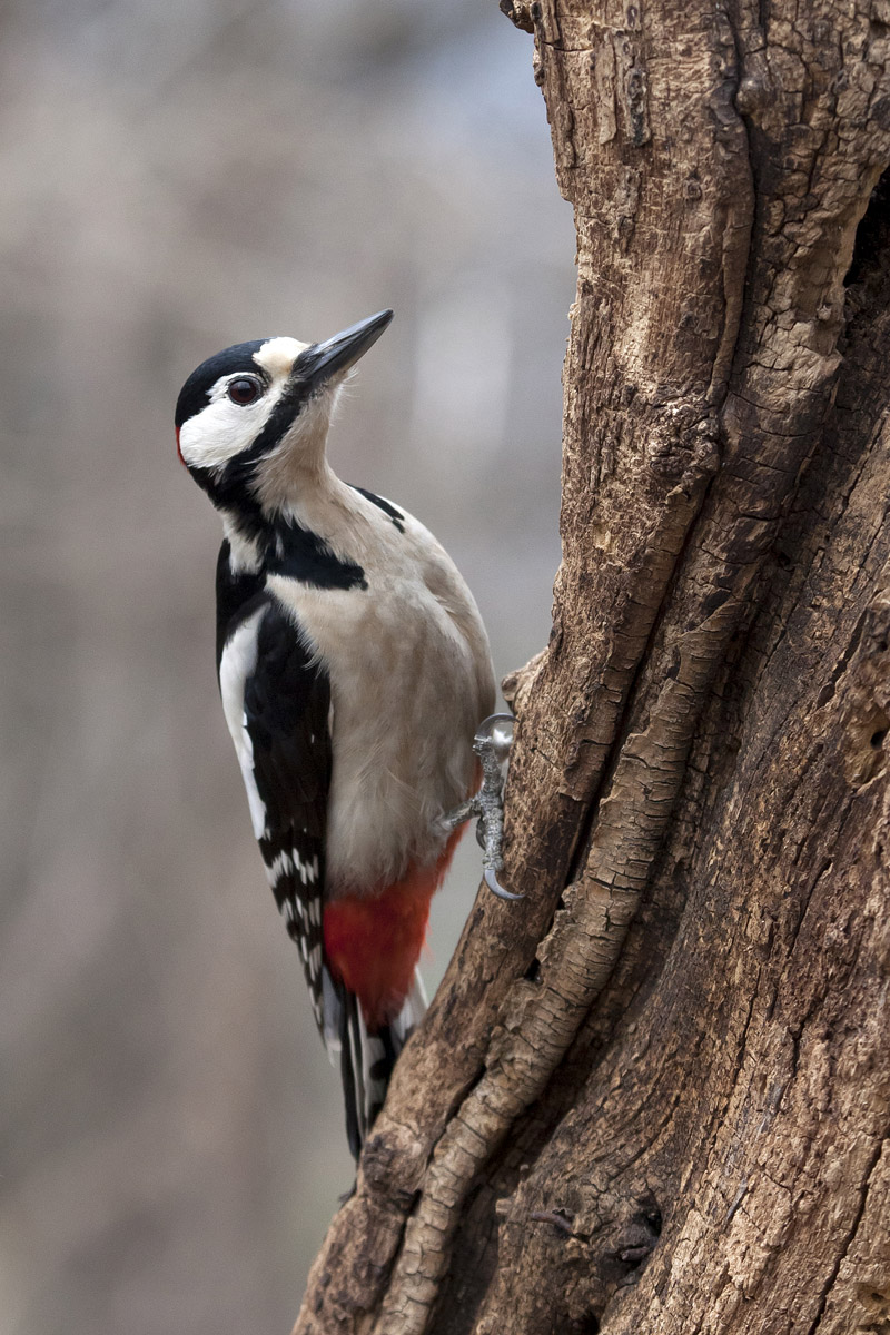 Woodpecker Masculo